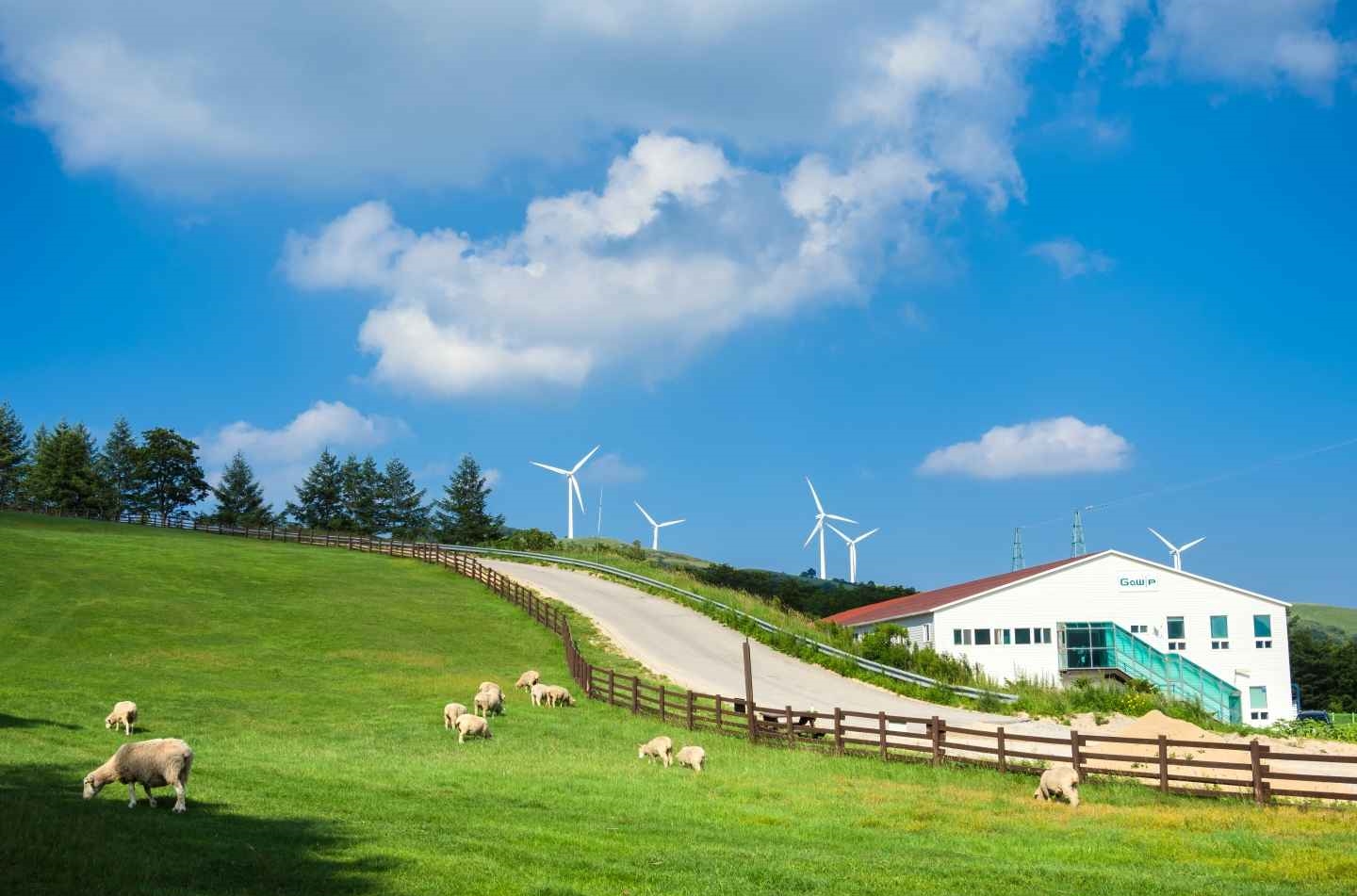 삼양라운드힐 양몰이공연