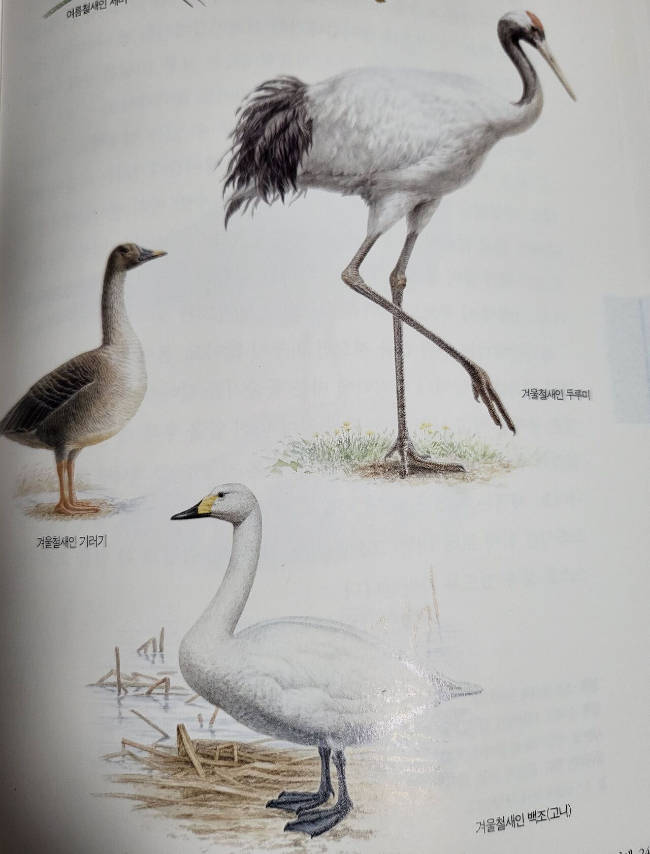 온몸이 깃털
