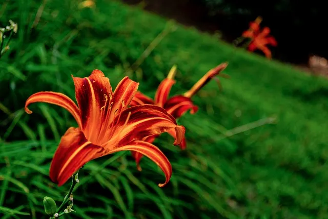 색욕의 악마 아스모데우스 정체와 상징 알아보기_1