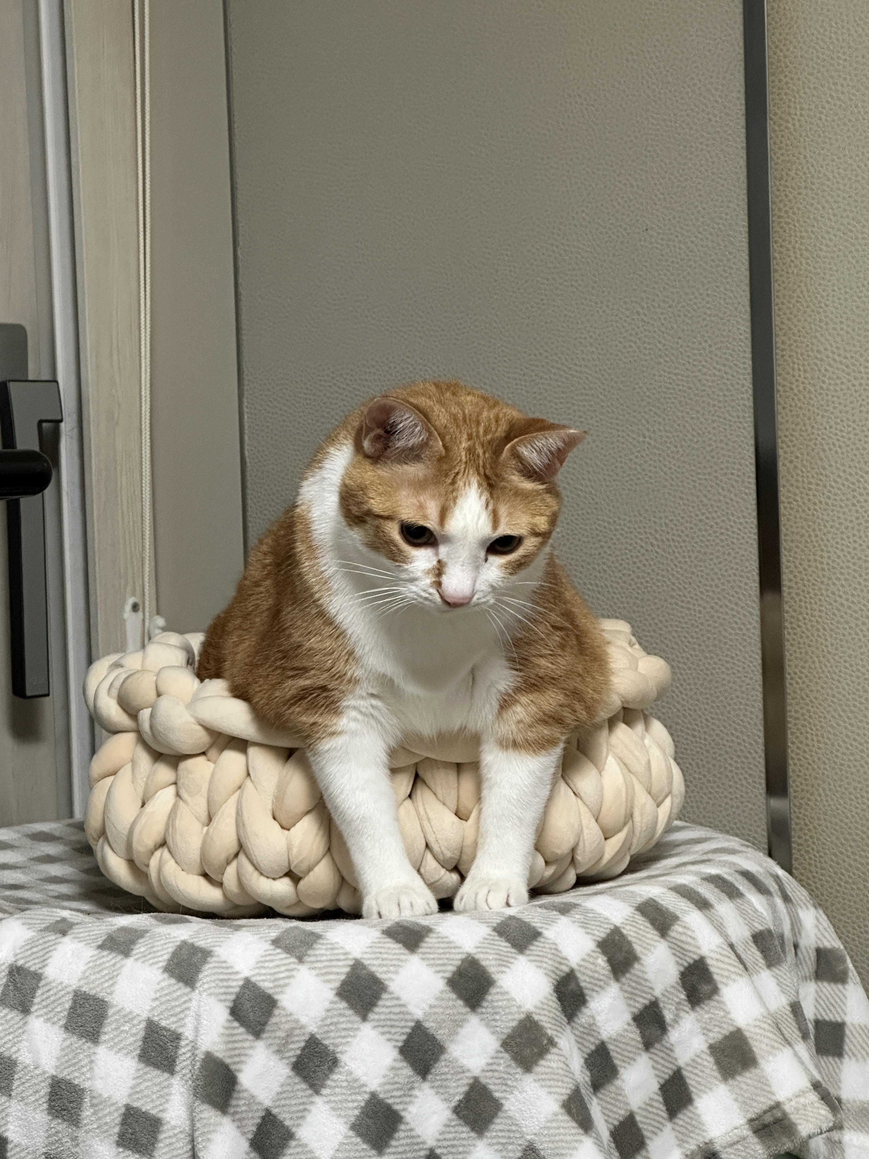 항아리바구니에_앞발을_빼고_들어가서_앉아_있는_치즈냥이_호야_1