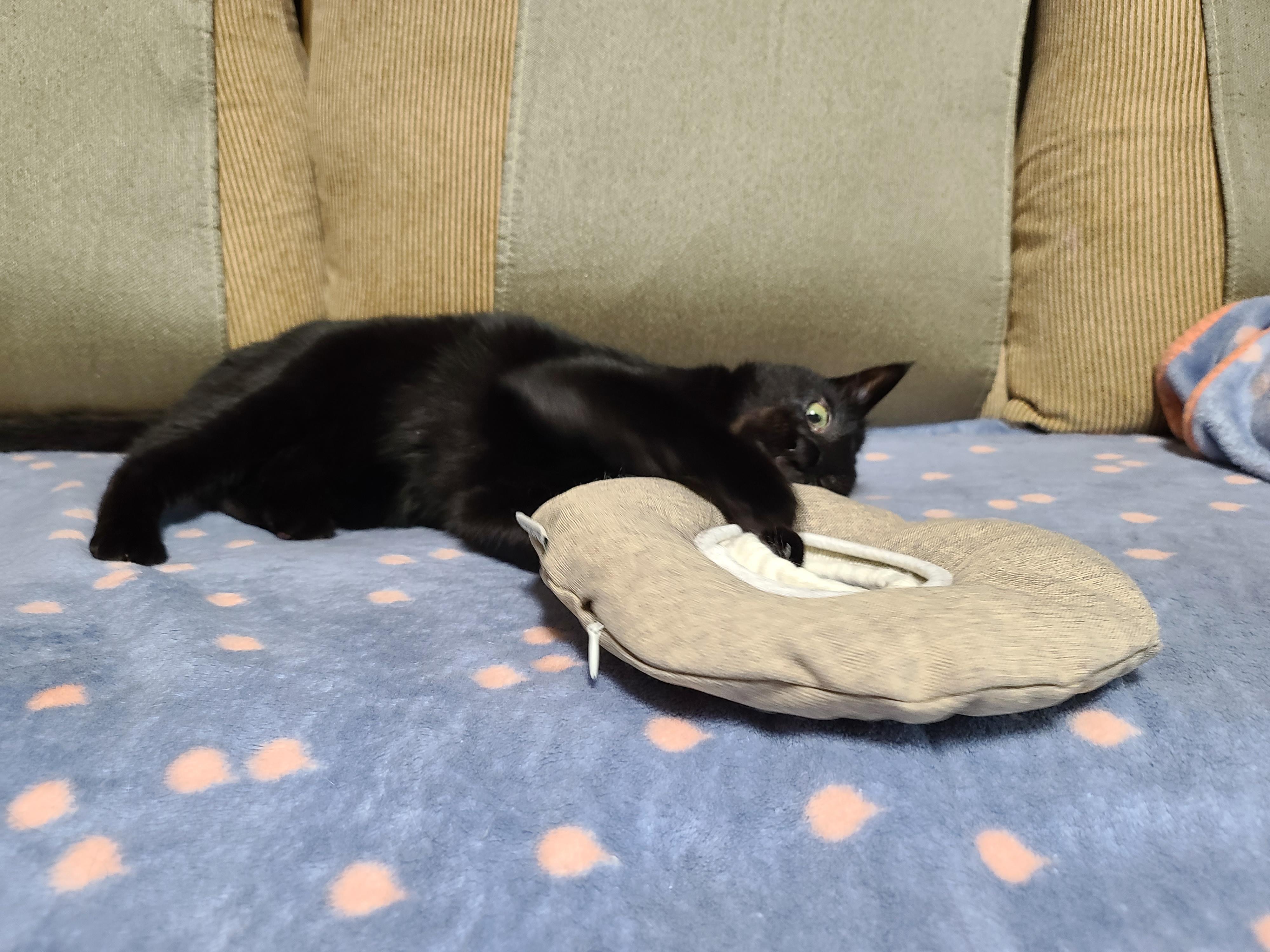 넥카라 혼자 벗어던지고 갖고노는 고양이 건이. (귀여운 영상 많음 주의)