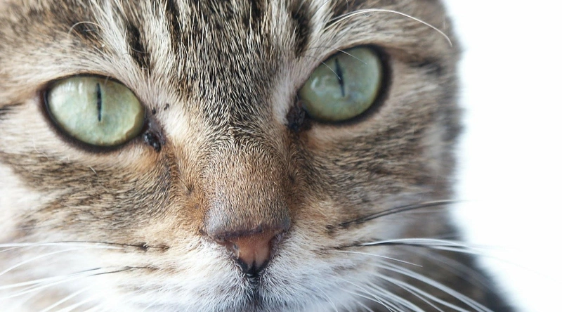 동적 케이블의 주요 재료