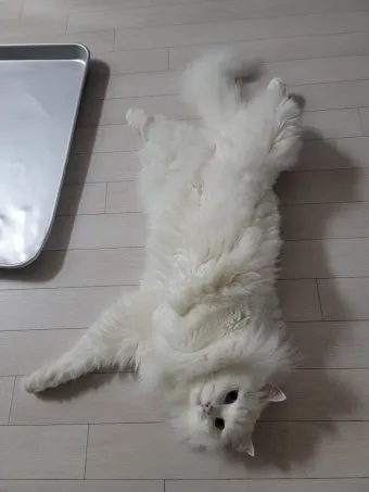 터키시앙고라 고양이 유전병 성격 가격_11