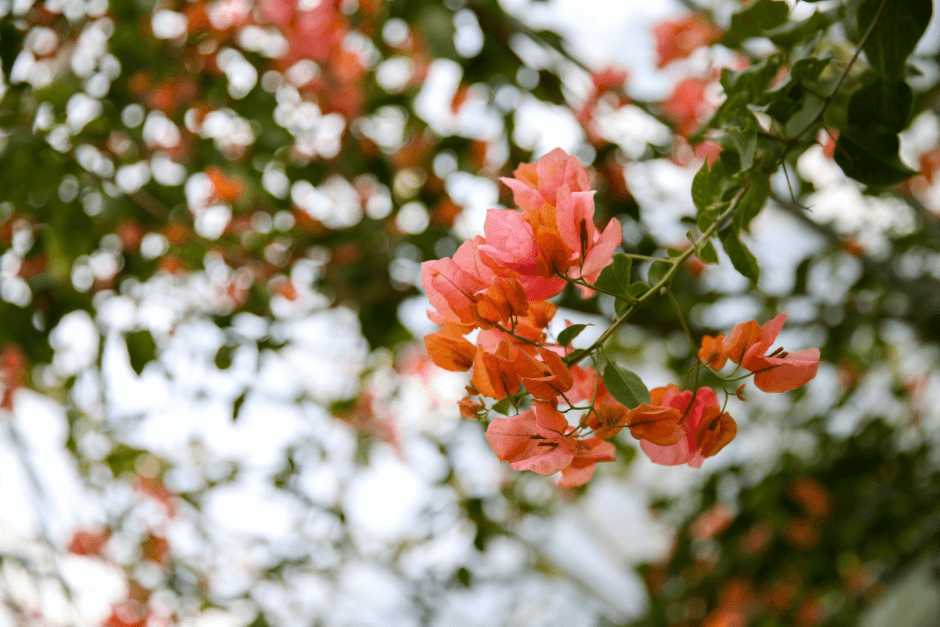 부겐빌레아 축제