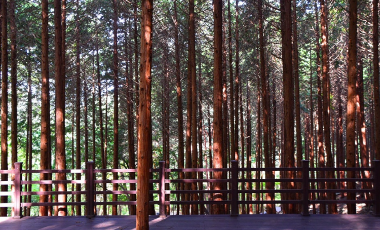 성주산 자연휴양림