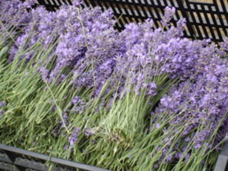 하늬팜 라벤더축제 개화상황