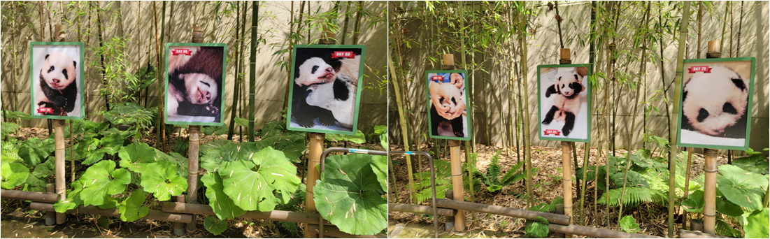 푸바오 자라는 사진