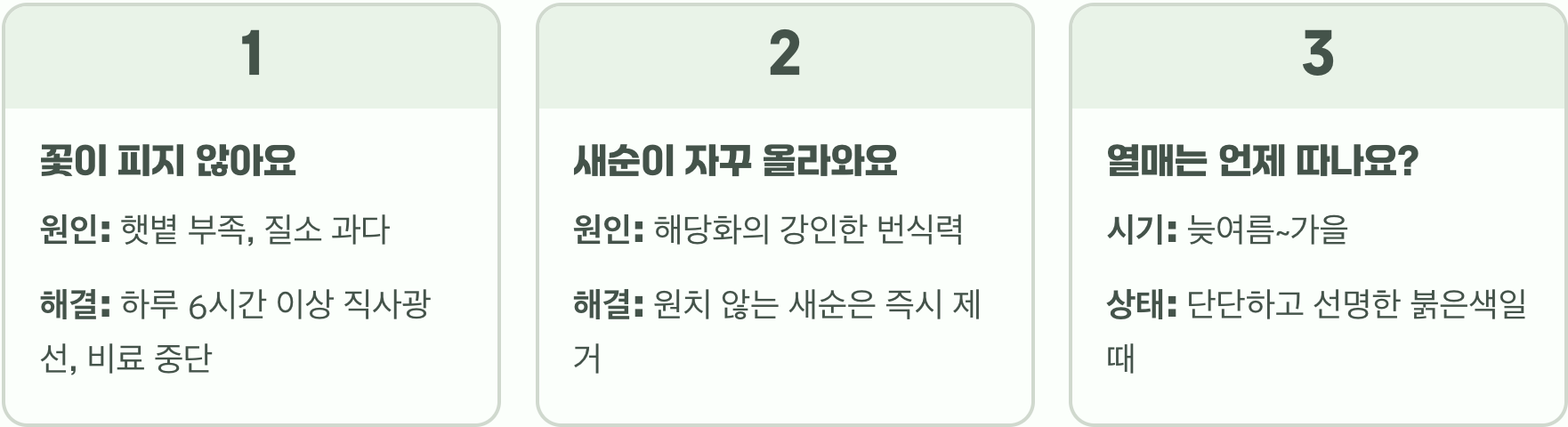 초보 정원사를 위한 해당화 키우기, 묘목 심기부터 월동까지 A to Z