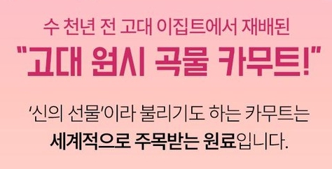 동국제약-마이핏S-고소한-카무트-효소-누룽지맛,-90g,-1개