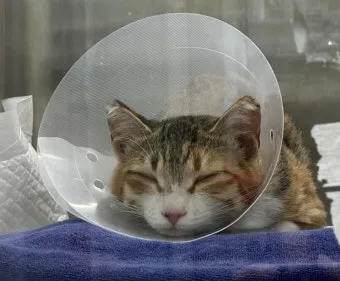 고양이 중성화 비용 수술시기 관리_10