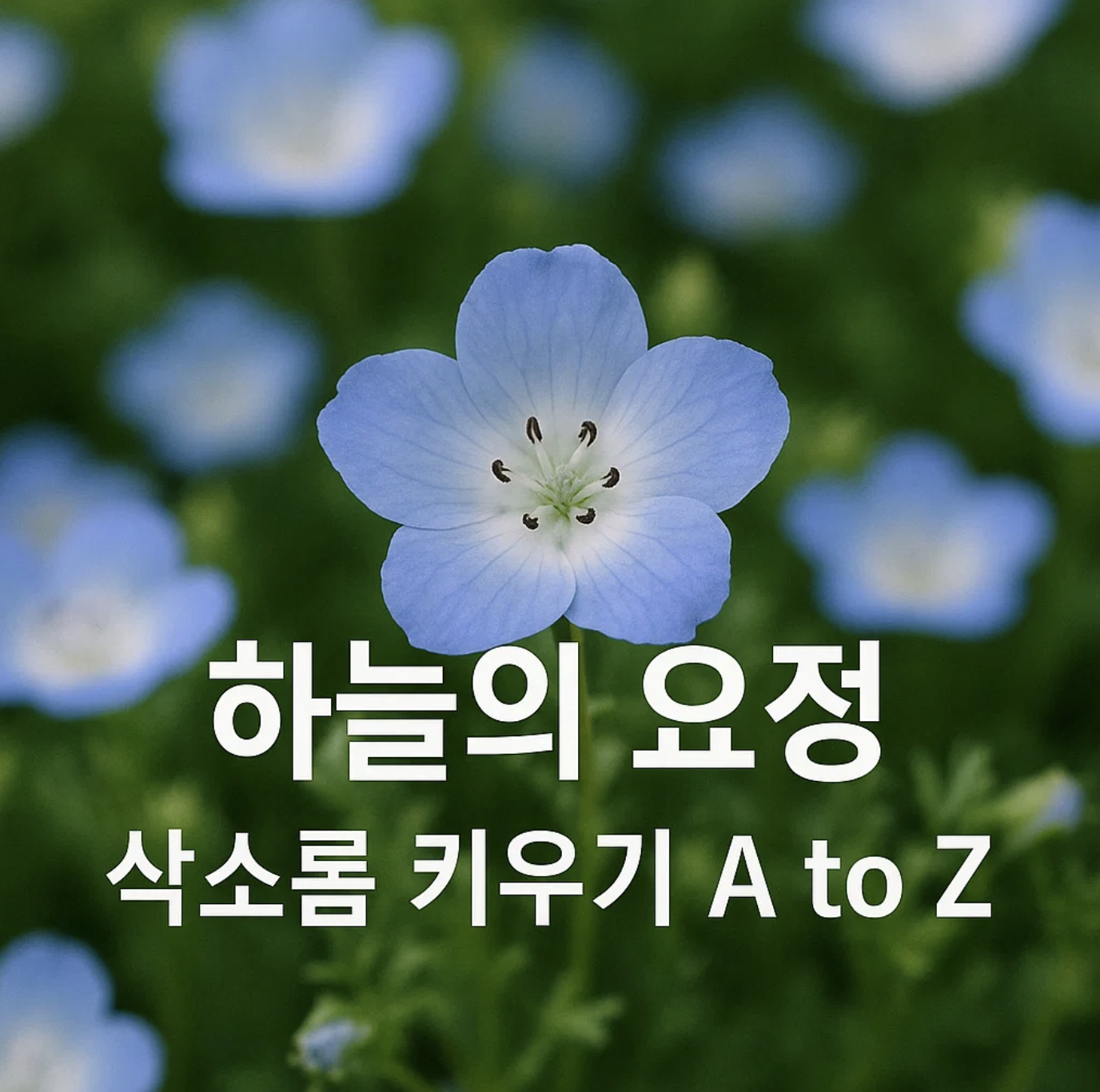하늘의 요정, 삭소롬 키우기 A to Z