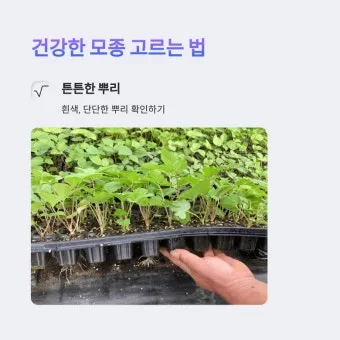 모종 고르는 법 줄기 굵기 잎색 뿌리상태 병해 흔적 확인_23