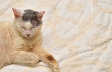 이불 위에서 잠자는 늙은 고양이.