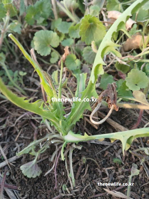 고들빼기 효능 신경 안정 락투신