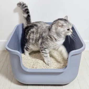 고양이 모래 추천 버리는법 벤토나이트 처리 탈취제_10