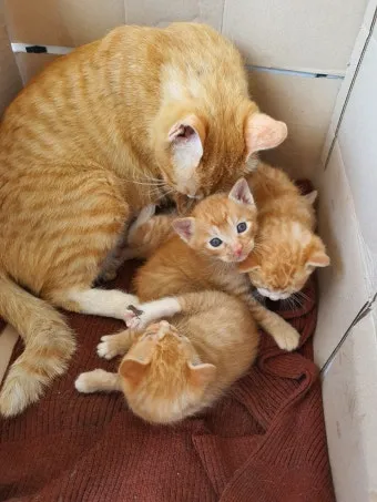 고양이 출산 임박증상 음식 중성화 발정_11