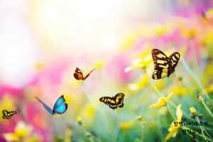 함평나비축제 예매 입장료 기간