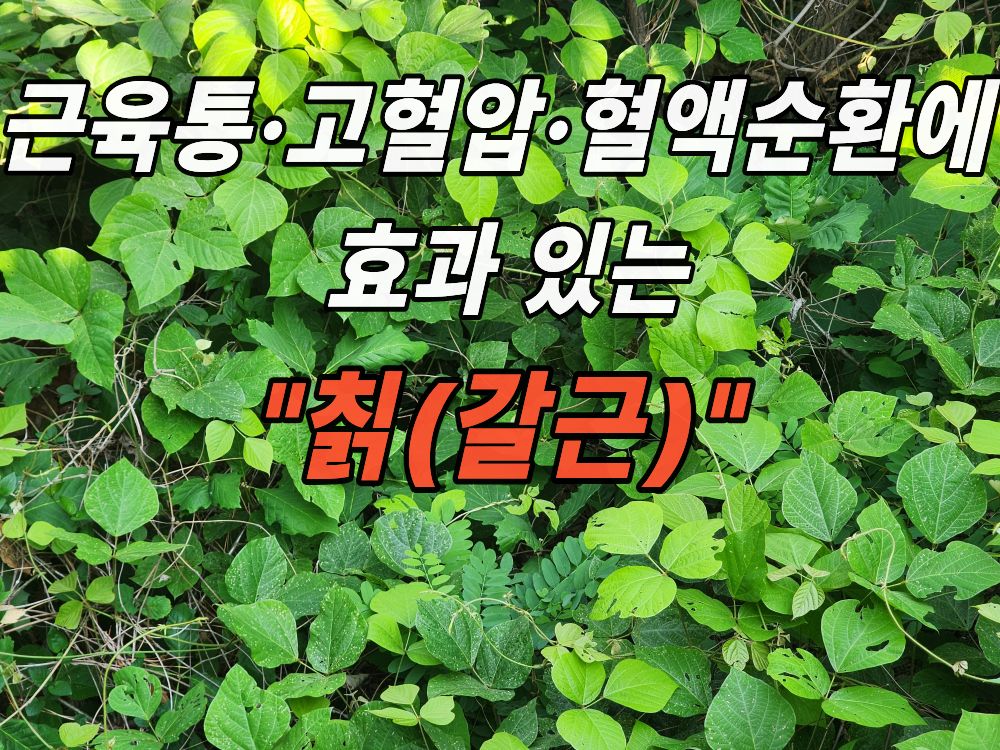 집 근처 산에서 본 칡(갈근)