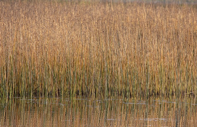 갈대밭 참고 이미지