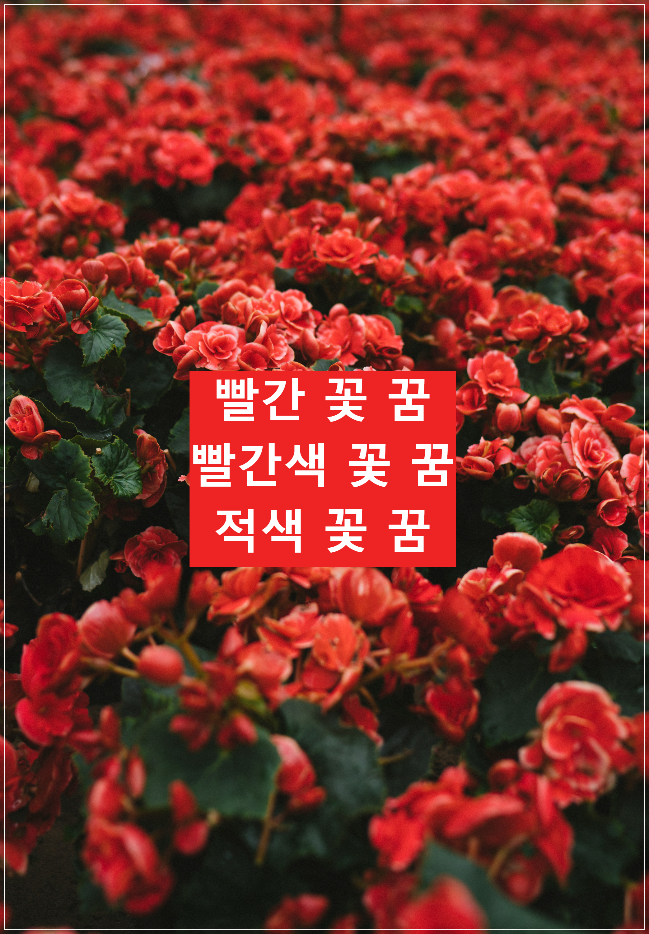 빨간 꽃 꿈, 빨간색 꽃 꿈, 적색 꽃 꿈