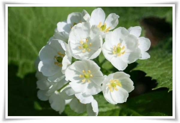 "산하엽" 비에 젖으면 투명해지는 숲 속의 보석 신기한 마법의 꽃!