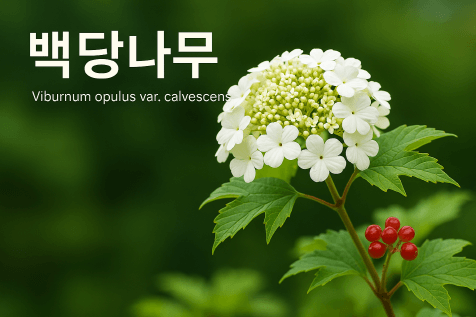 사계절이 아름다운 나무, 백당나무 정원 활용법 총정리