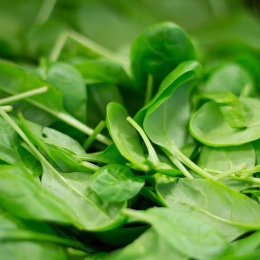 임신 준비 남성 관리