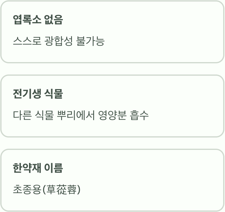 스스로 광합성하지 못하는 &amp;#39;기생 식물&amp;#39;