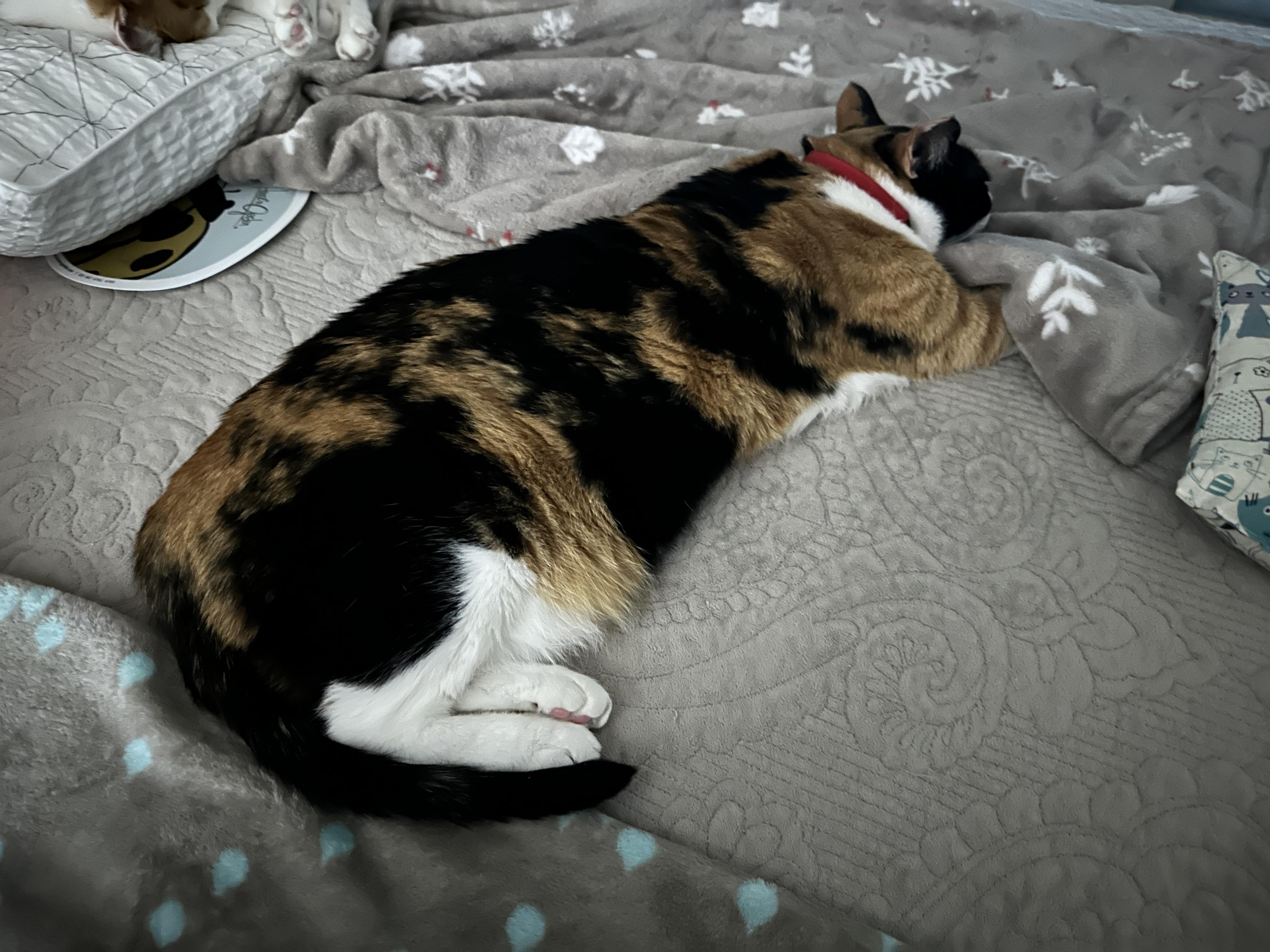 고양이 앞발 찜질은 전염되는 것인가! (feat. 다다, 루나)