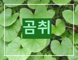 곰취-산나물의 제왕