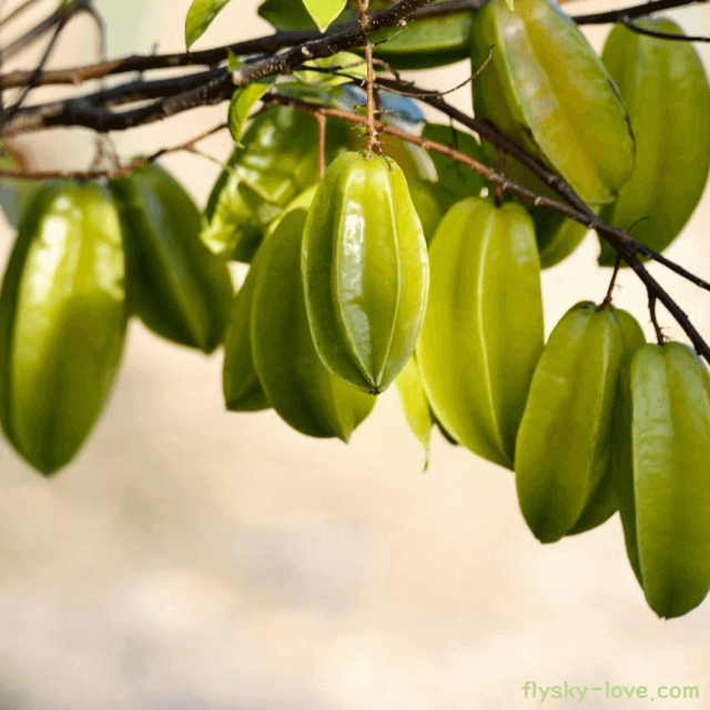 열대 과일 스타프루트(카람볼라)