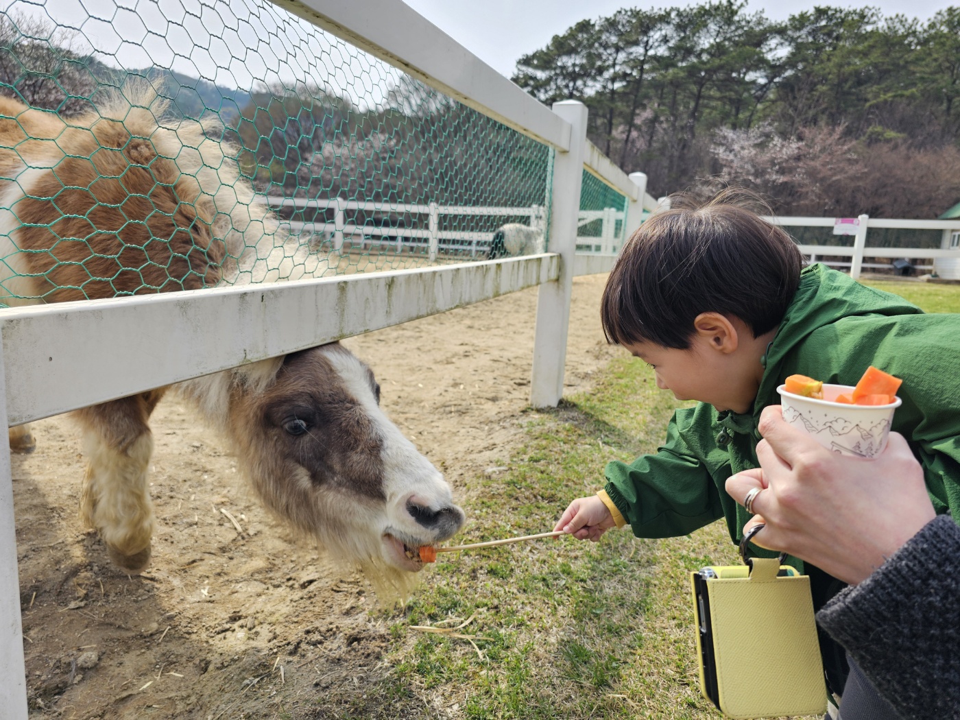 ※ 조랑말, 혹은 망아지