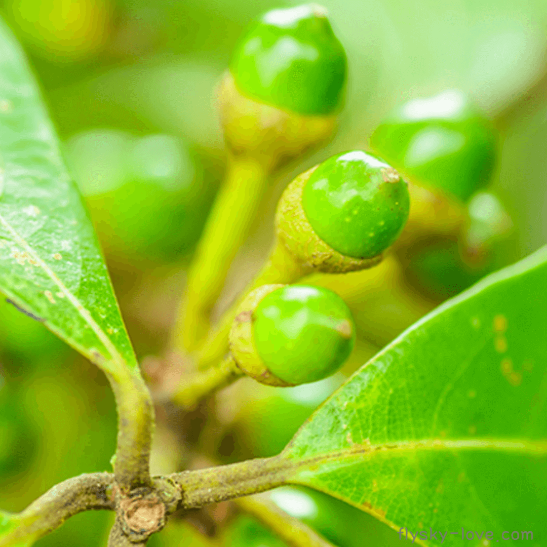 메이창 (May chang)