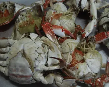 서천 홍원항 자연산 전어 꽃게 축제_19