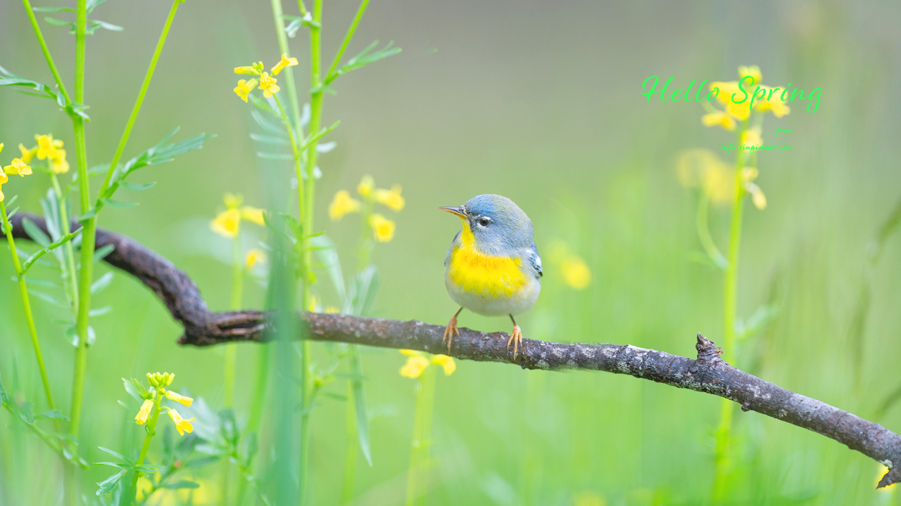01 노란색 꽃과 새 C - Hello Spring 봄배경화면