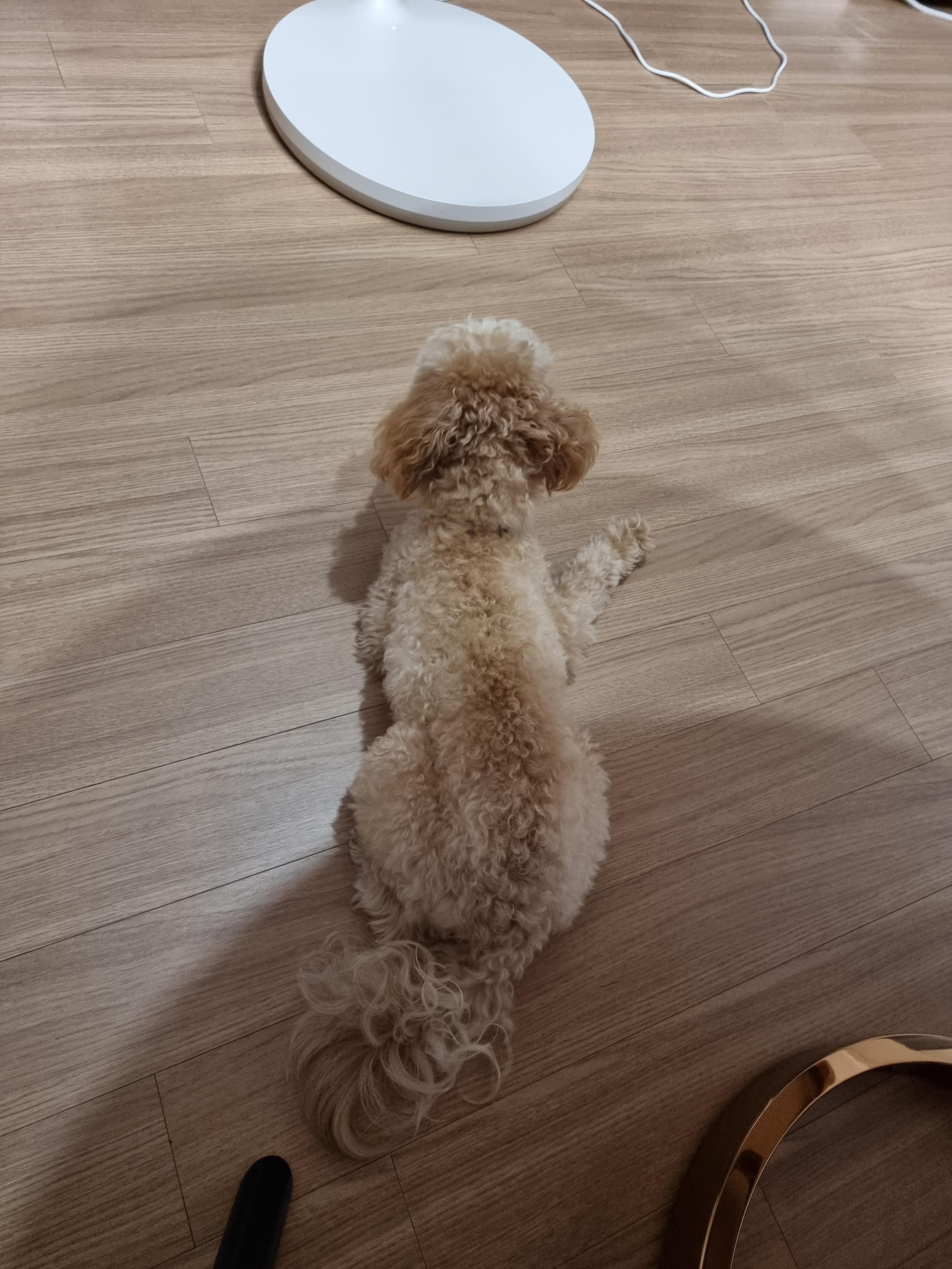 TS 애견샴푸