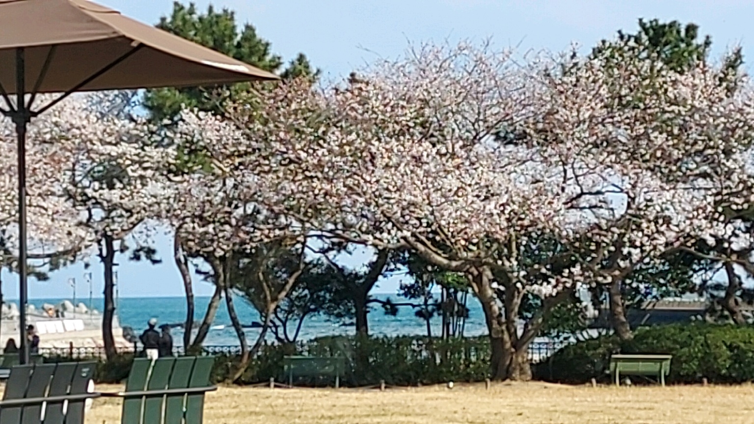 기장군 임랑 스타벅스 뷰