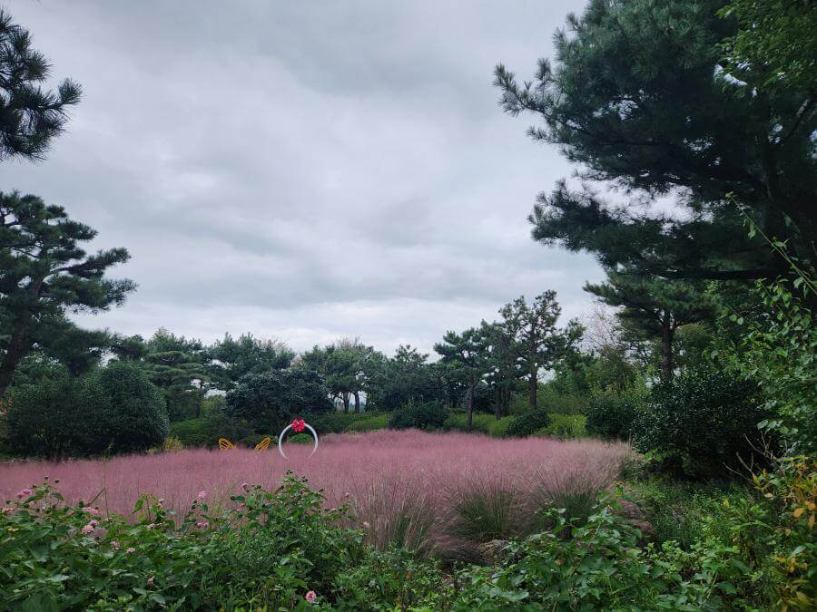 휴애리핑크뮬리축제