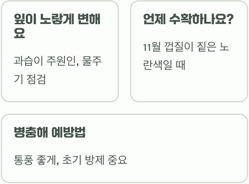 아파트 베란다에서 유자나무 화분 키우기 A to Z