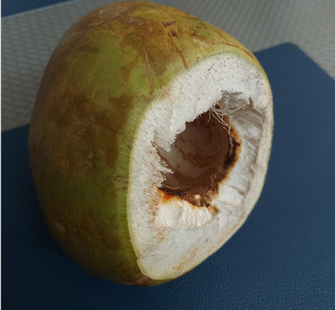 코코넛 워터와 과육을 제거한 코코넛