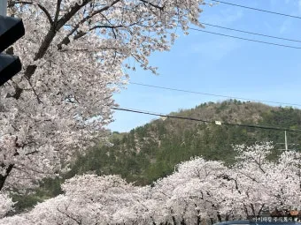 2025년 벚꽃축제 일정 시기 명소_26
