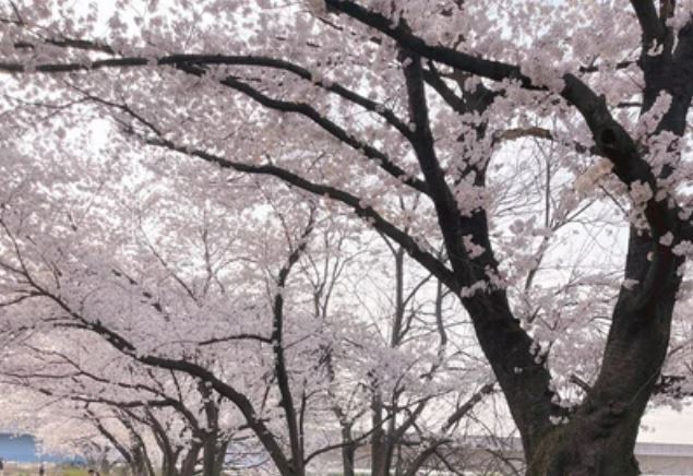 벚꽃길 산책