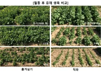 2025년 10월에 파종하기 좋은 작물들 농업 재배법_24