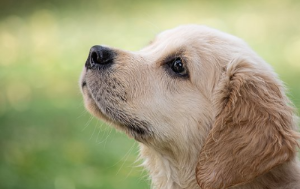 사랑이 담긴 눈빛으로 바라보는 강아지모습