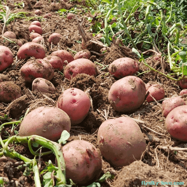 안토시아닌이 풍부한 자색감자