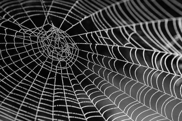 거미의 세계관에서 바라본 인간 도시의 위계 구조 해체 시도