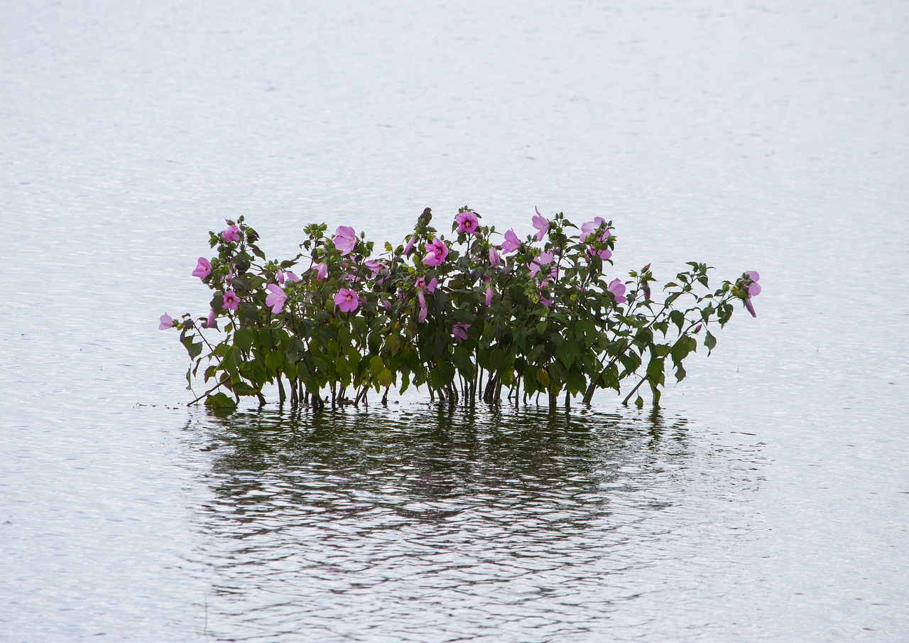 소시오패스의 특징 및 치료