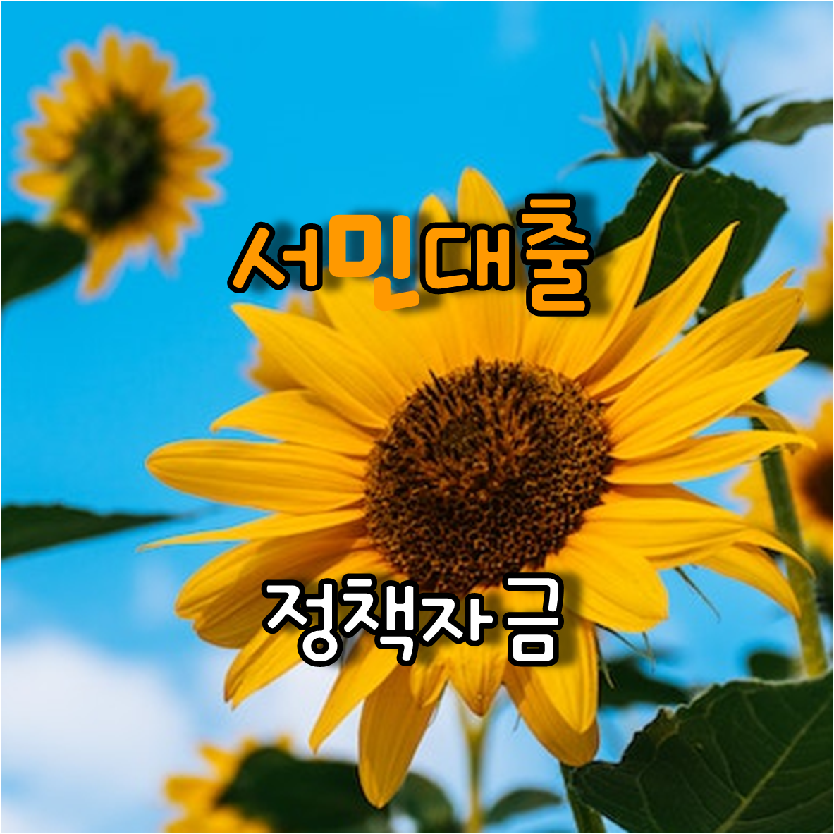 해바라기
