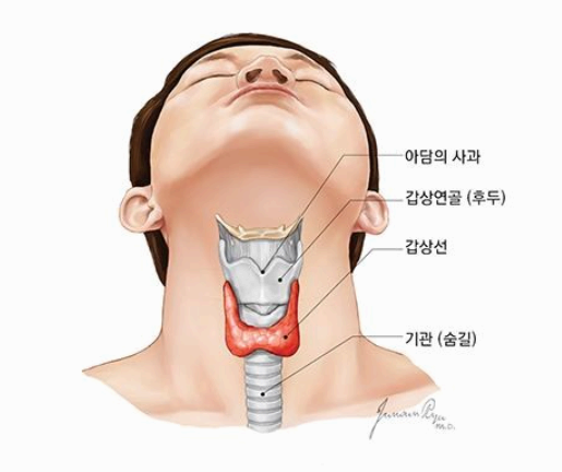 갑상선암 증상, 놓치면 위험한 초기 신호들