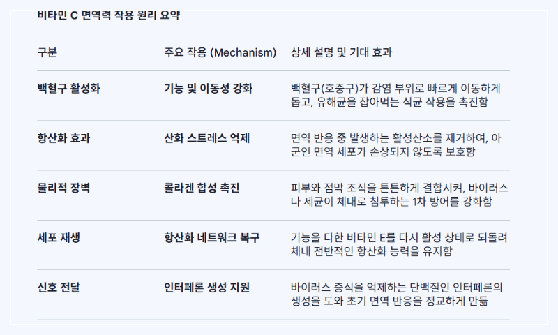 비타민C 면역력 작용 원리 백혈구 활성화 항산화 설명